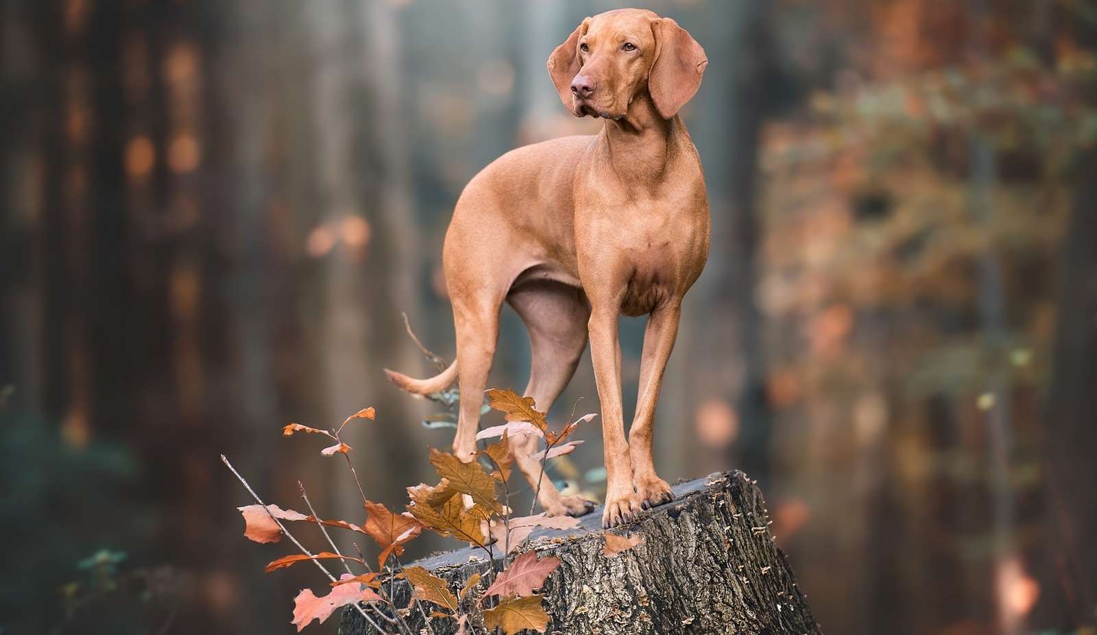 Vizsla on a stump in the forest jigsaw puzzle online