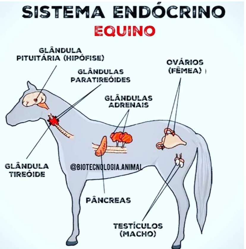 Sistemul endocrin jigsaw puzzle online