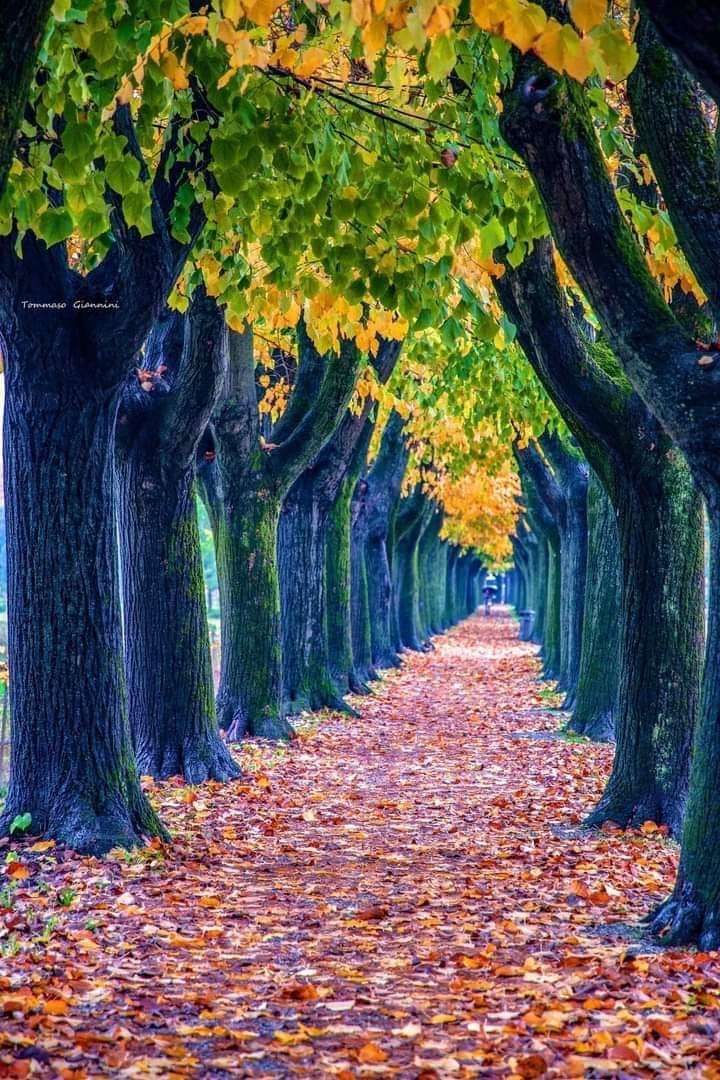 autumn in Lucca jigsaw puzzle online