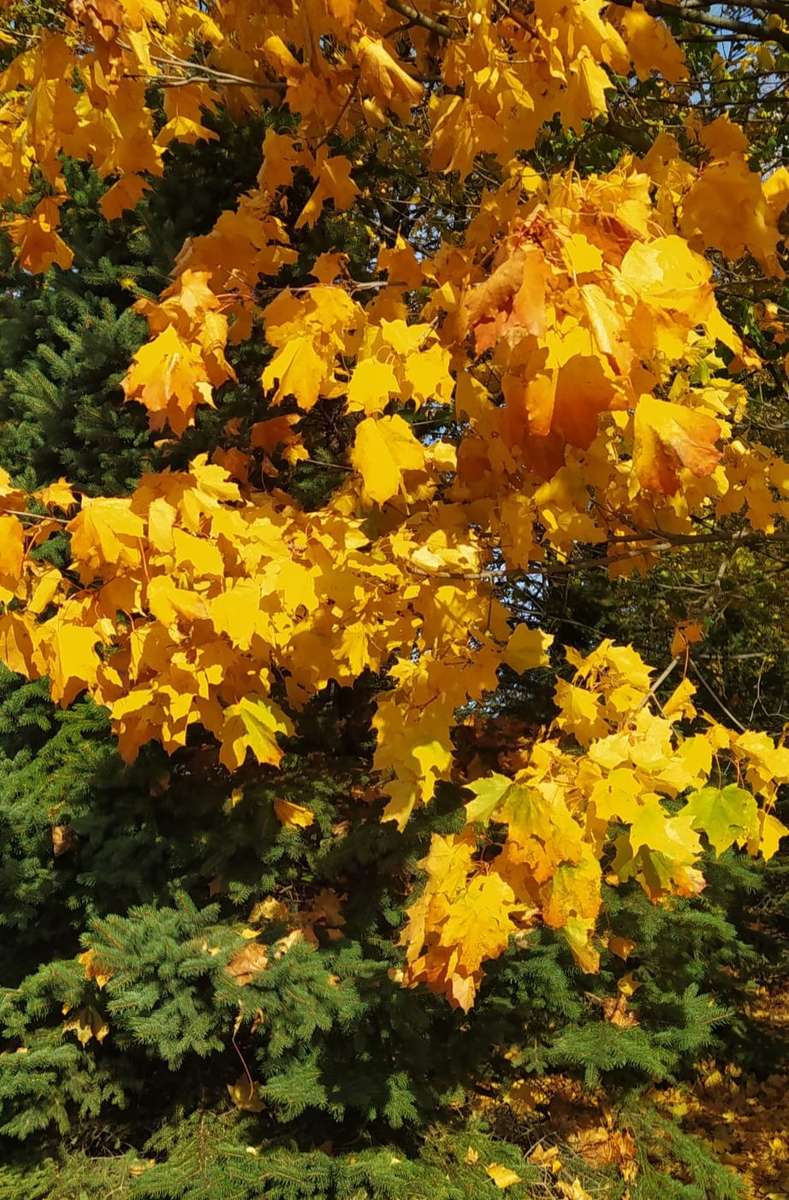 Listopadové barvy stromů online puzzle
