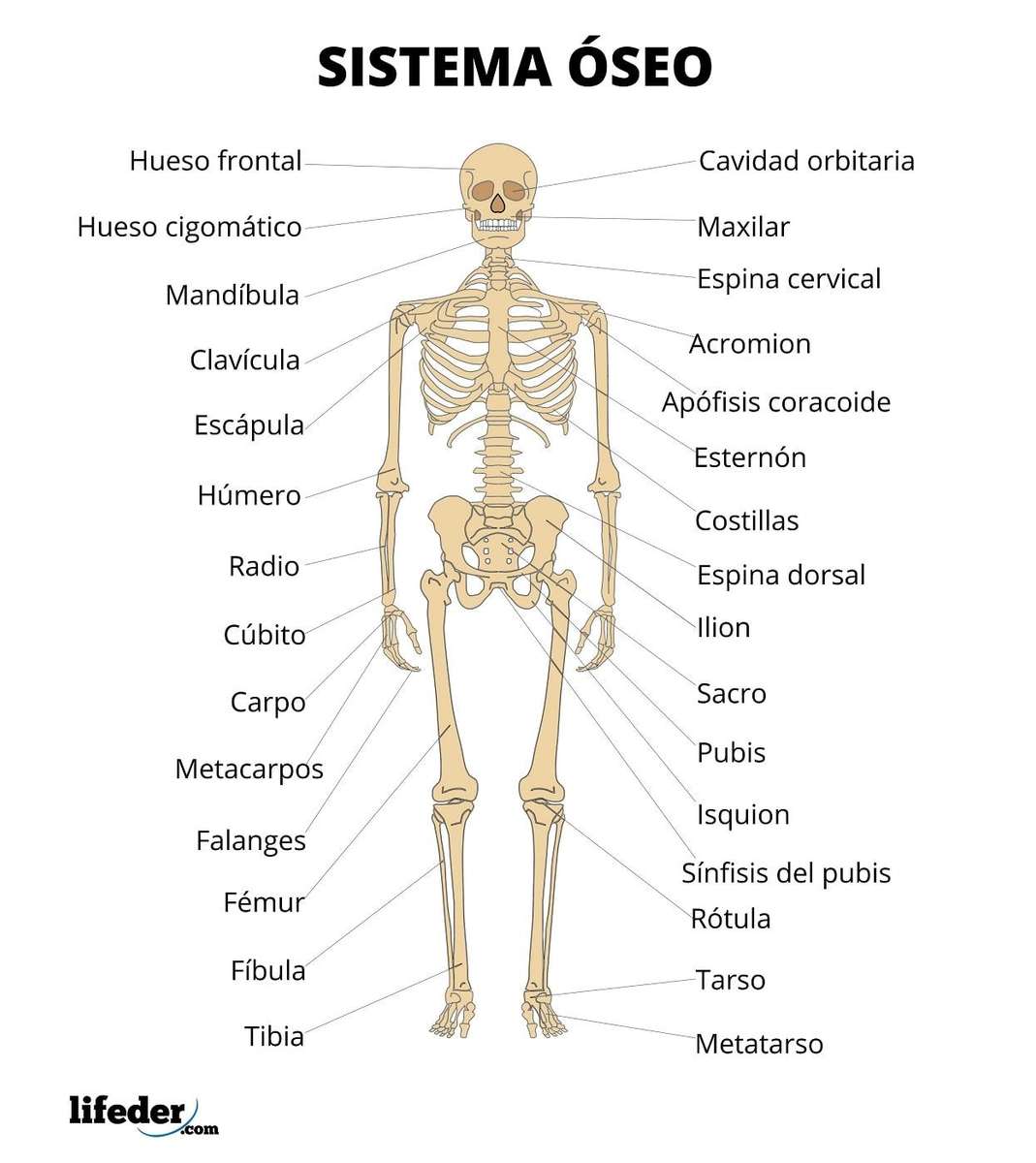 Sistema óseo rompecabezas en línea