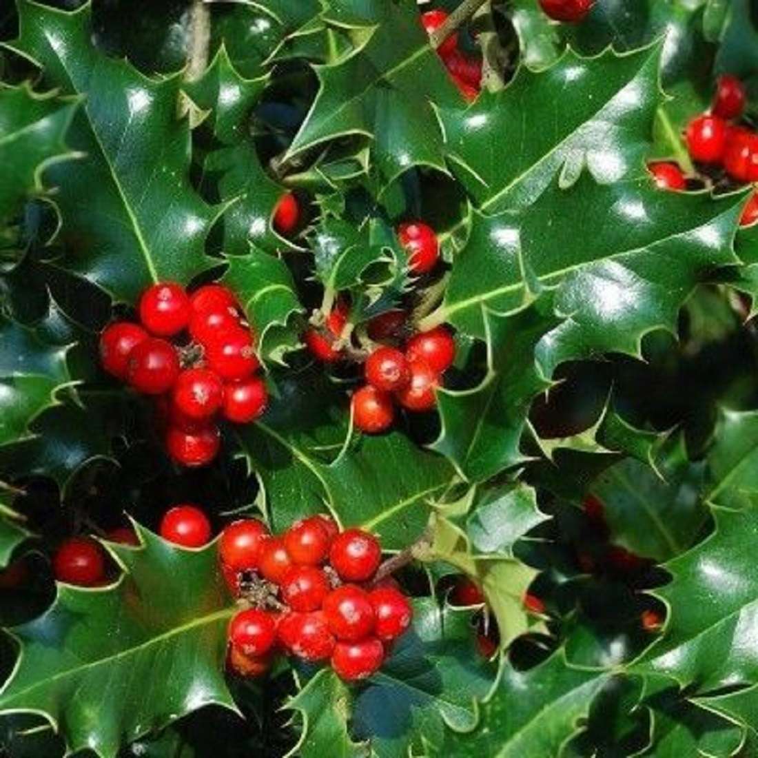 Holly - (Ilex aquifolium) online παζλ