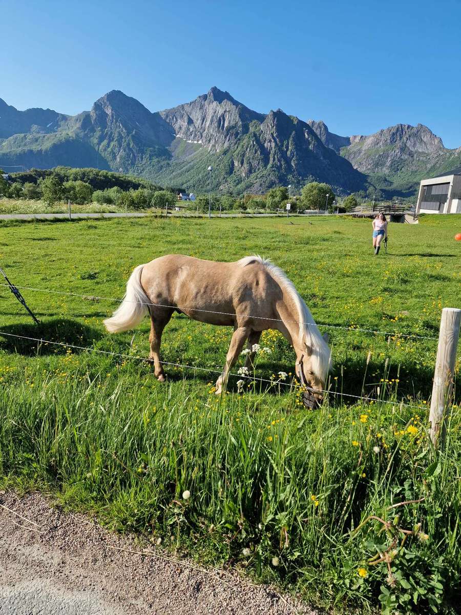 Ein Pferd, das in Norwegen weidet Puzzlespiel online