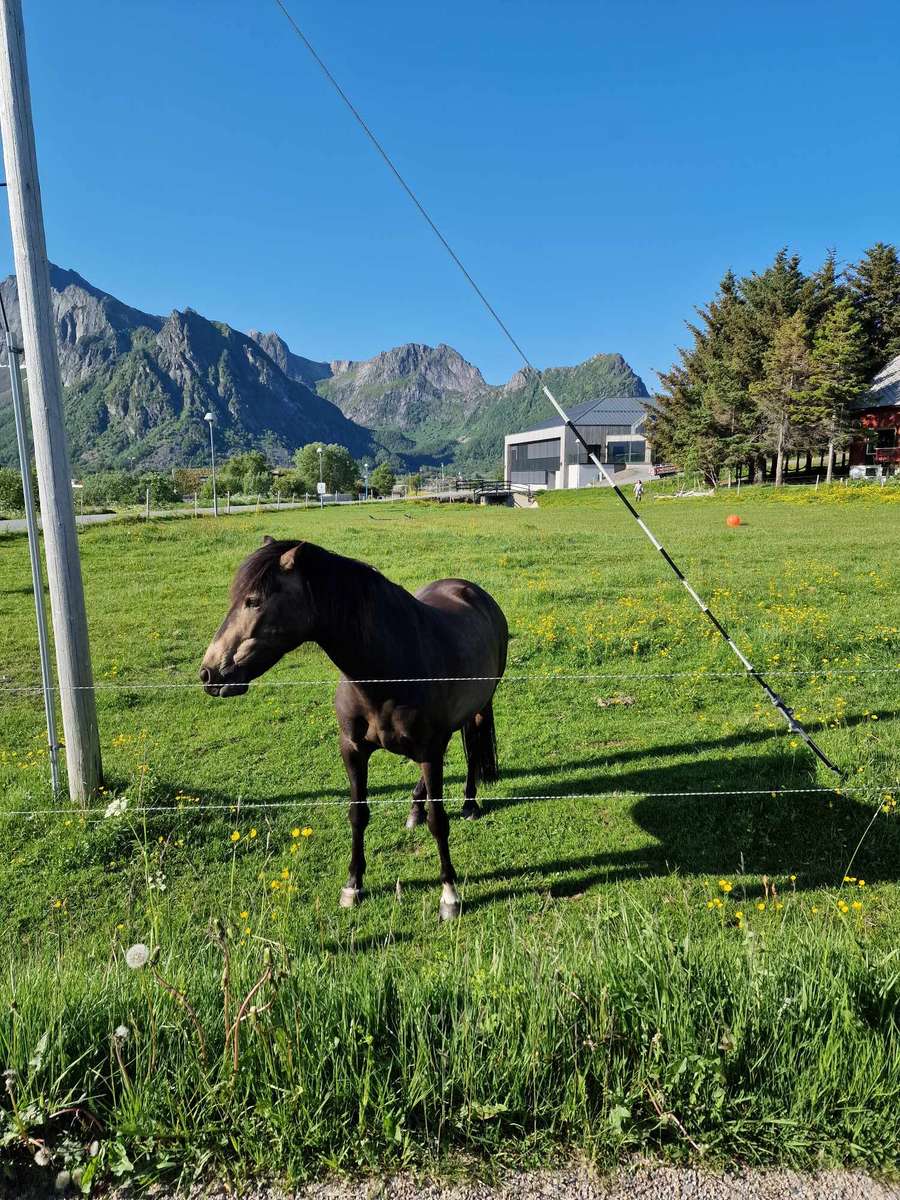 Лошадь пасется в Норвегии пазл онлайн