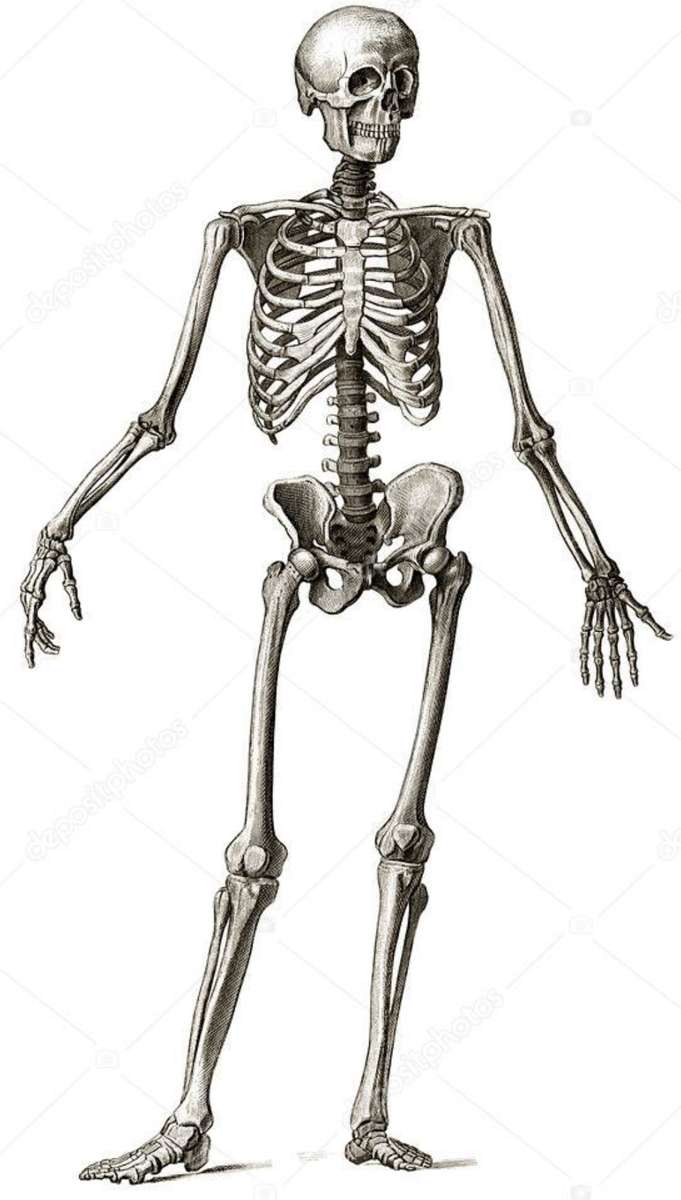 Скелет человека онлайн-пазл