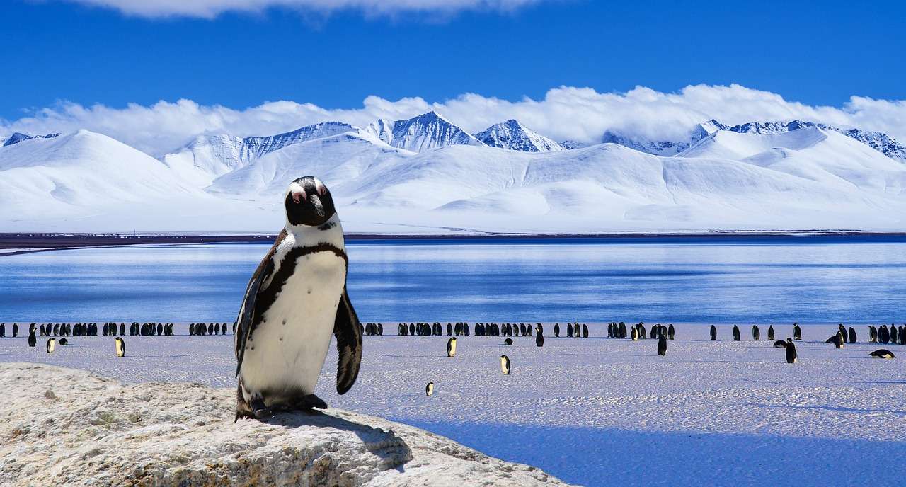 Πάγος, πιγκουίνοι online παζλ