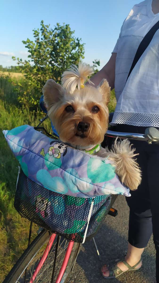 犬のアビック オンラインパズル