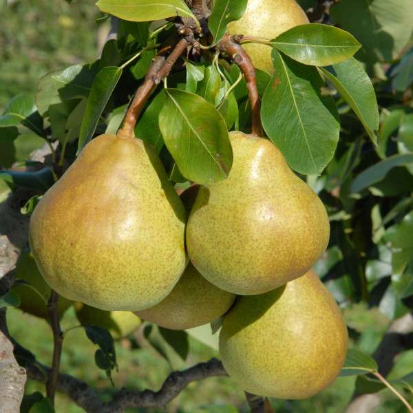 - Pears - jigsaw puzzle online