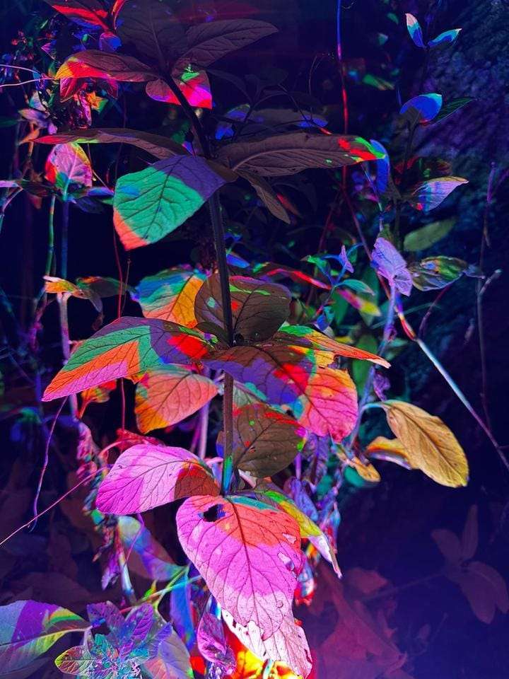 színes levelek éjjel online puzzle