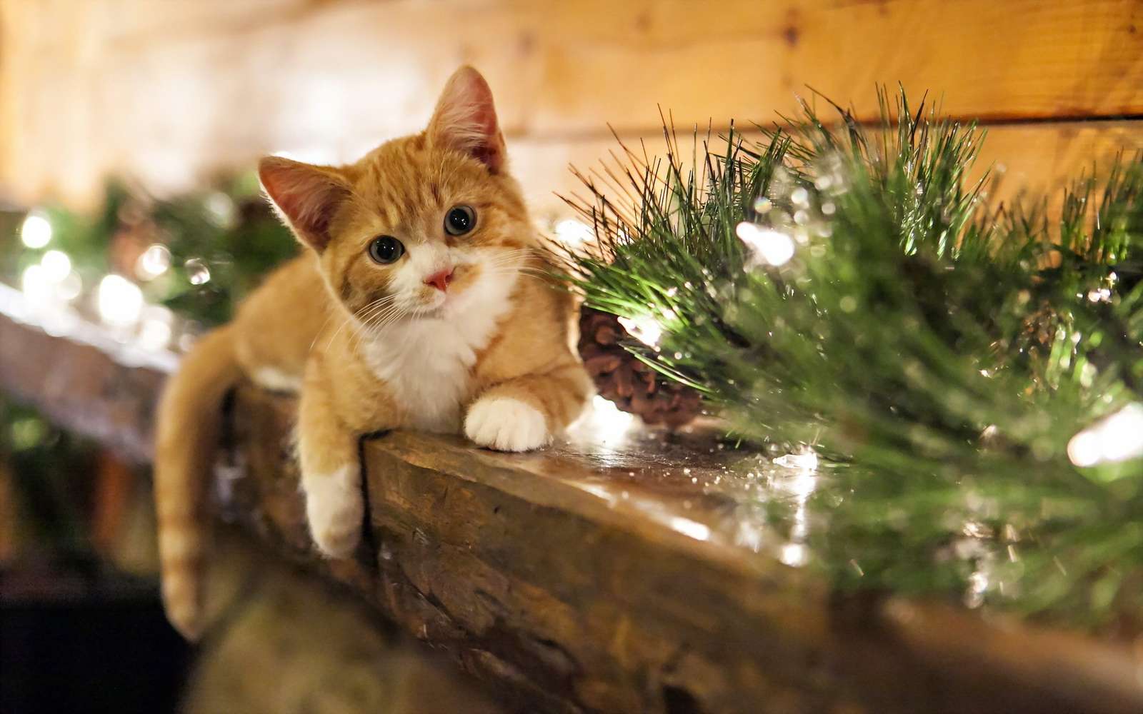 Kotě pod stromečkem skládačky online