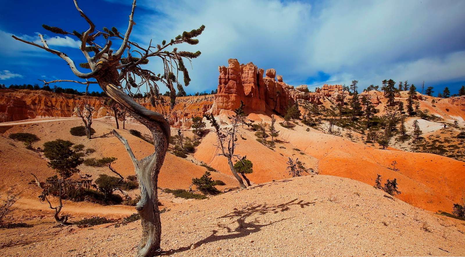 Woestijn van dode bomen online puzzel