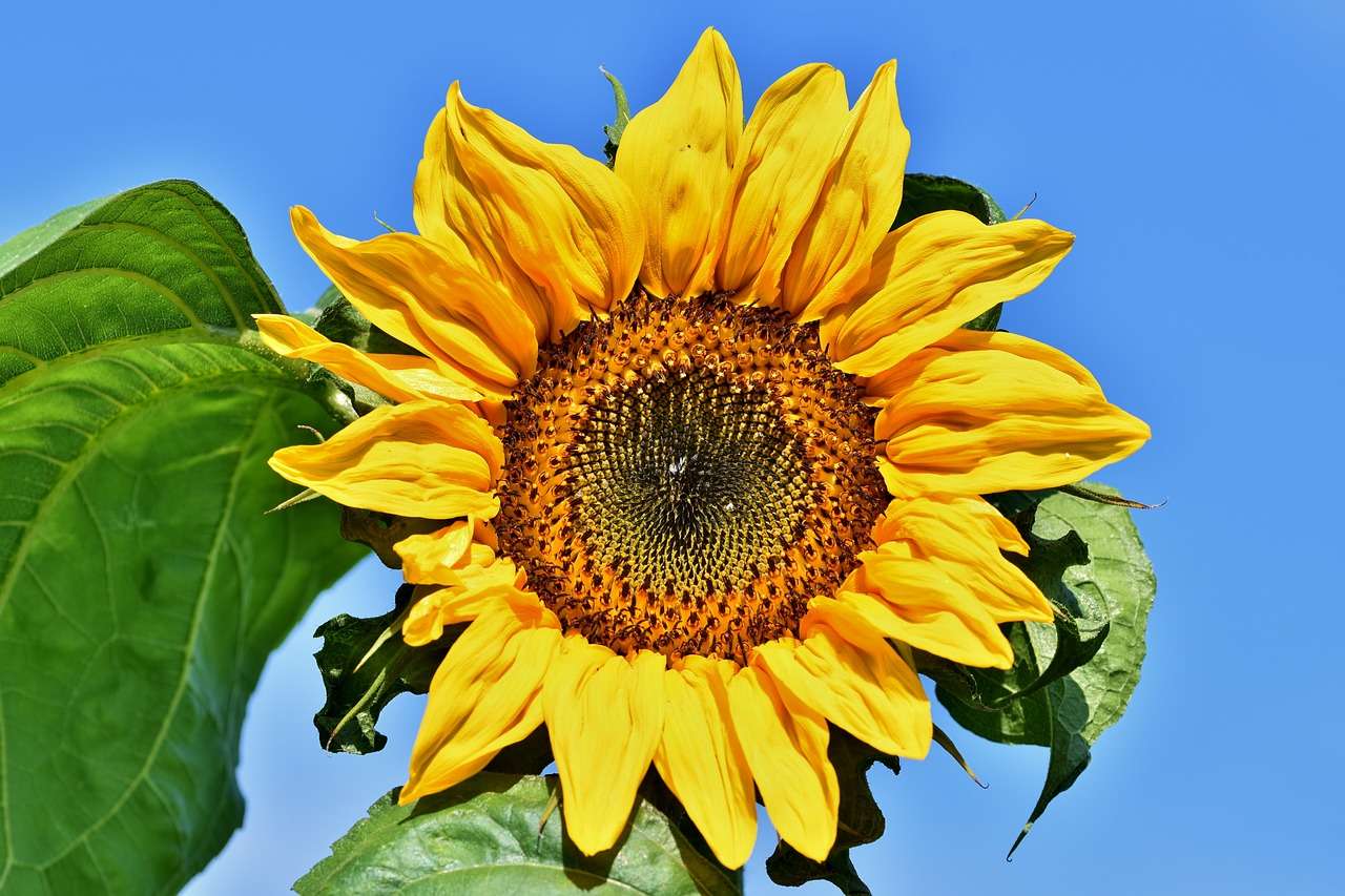 Sonnenblume, Blumen Online-Puzzle
