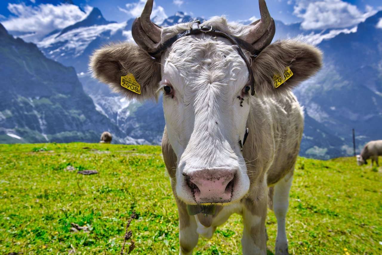 牛、子牛、牛肉 ジグソーパズルオンライン
