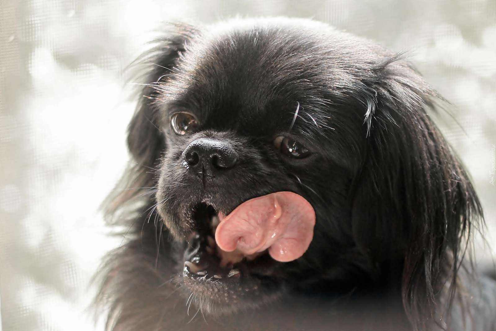 Schwarzer Pekinese-Hund, der seine Zunge herausstreckt Puzzlespiel online