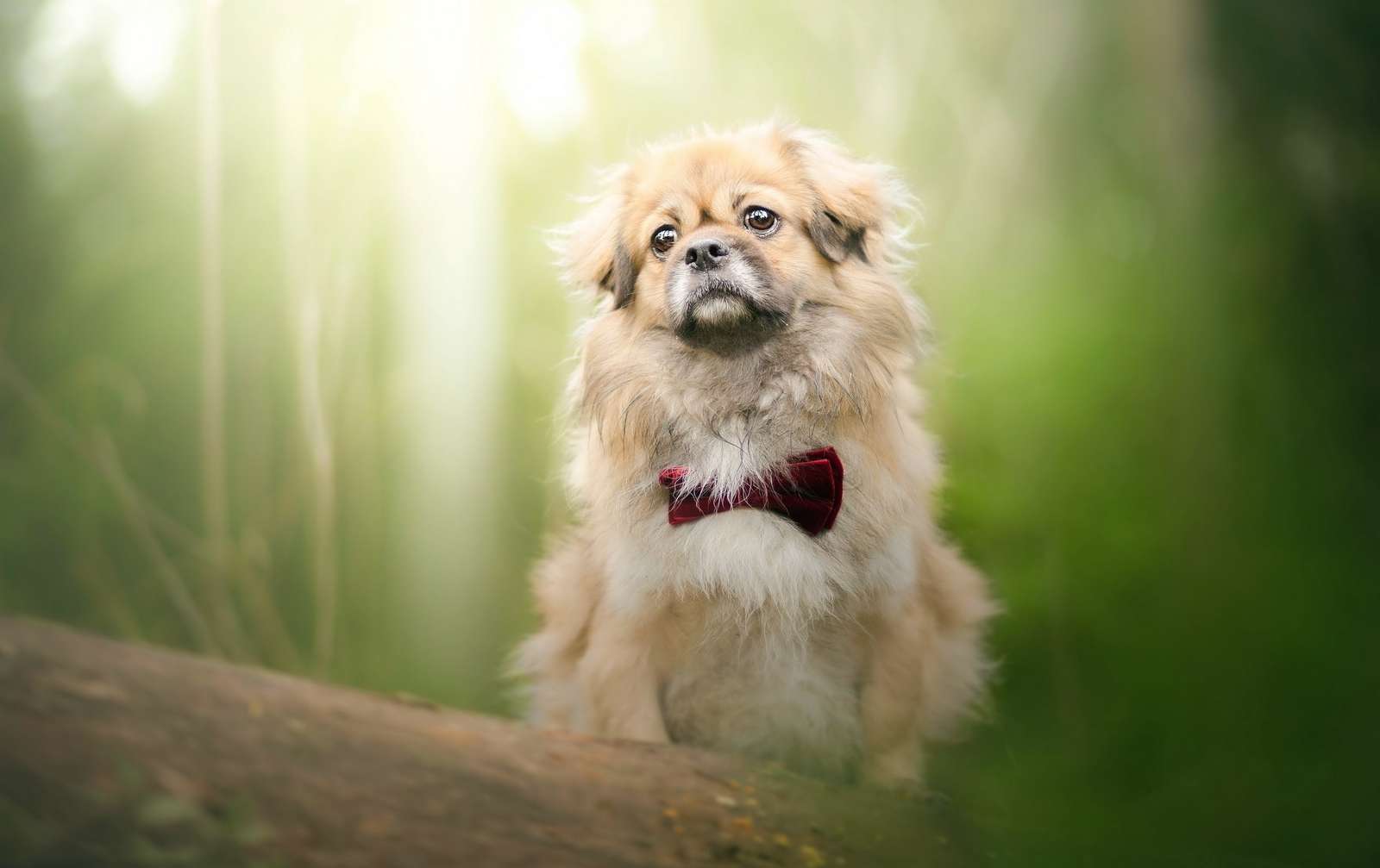 Pekingese with a red bow tie instead of a collar online puzzle