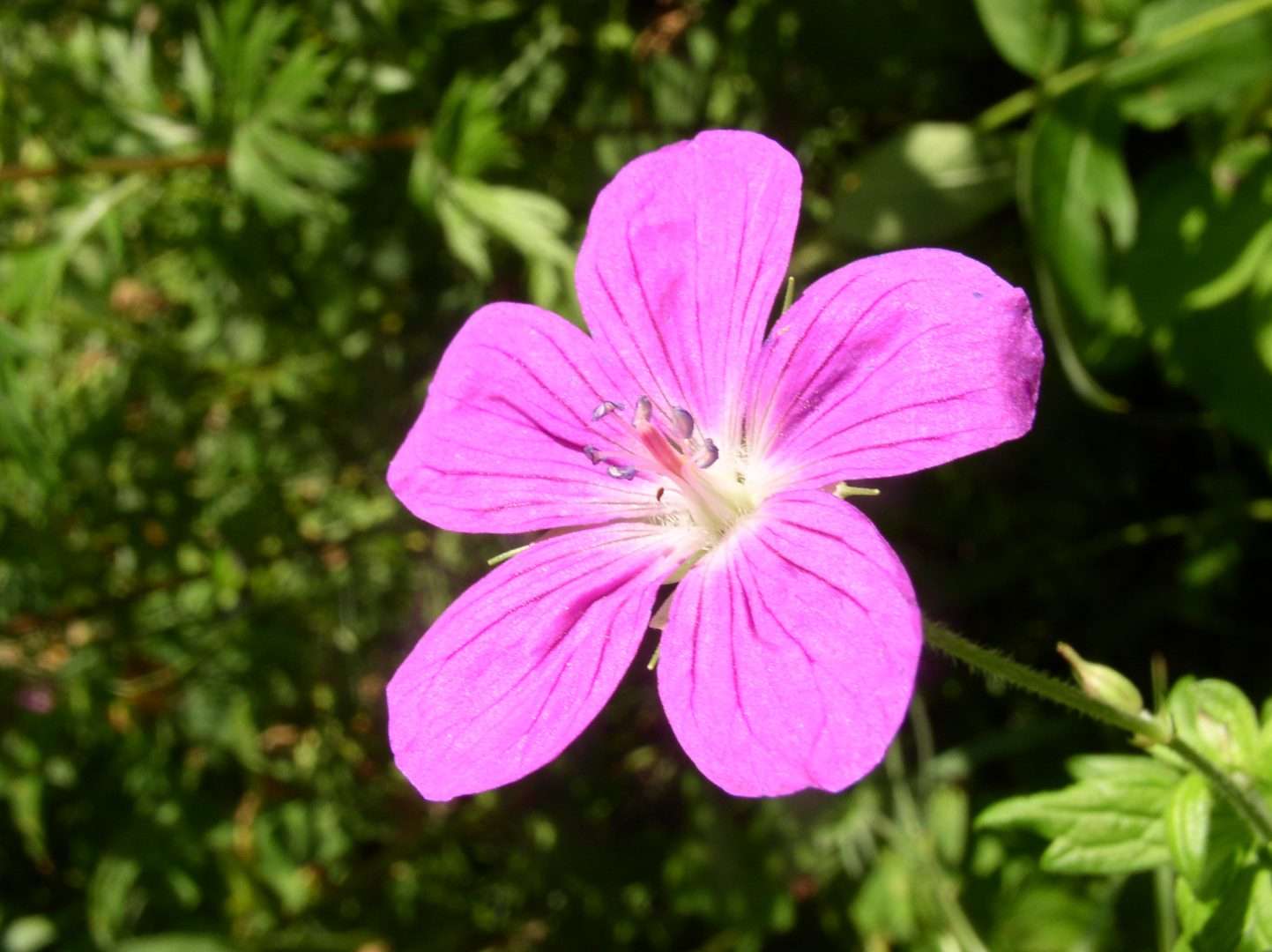 красивый цветок герани онлайн-пазл