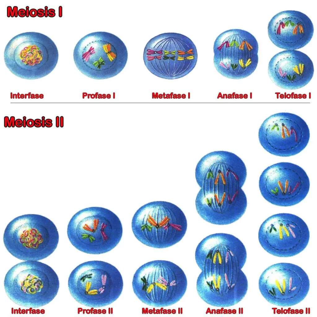 meiose I e II puzzle online