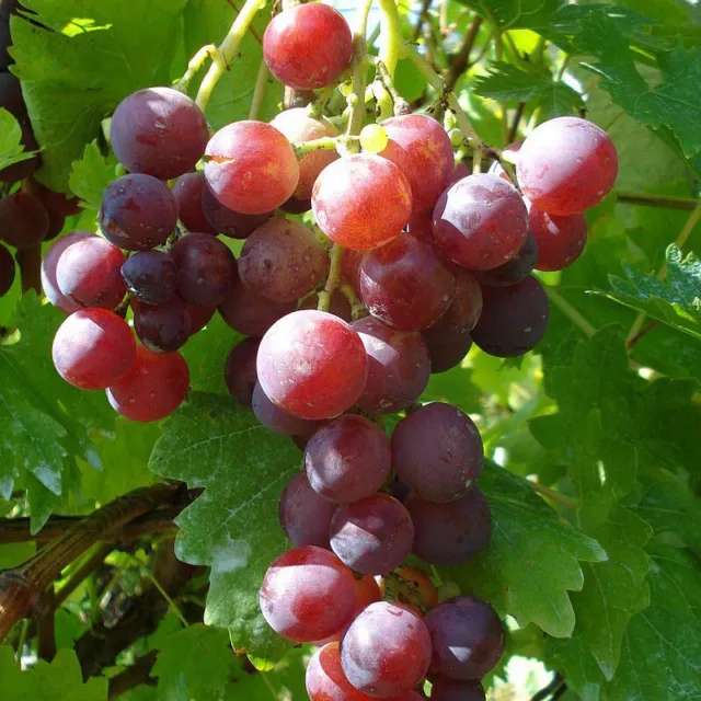 Рожевий виноград пазл онлайн