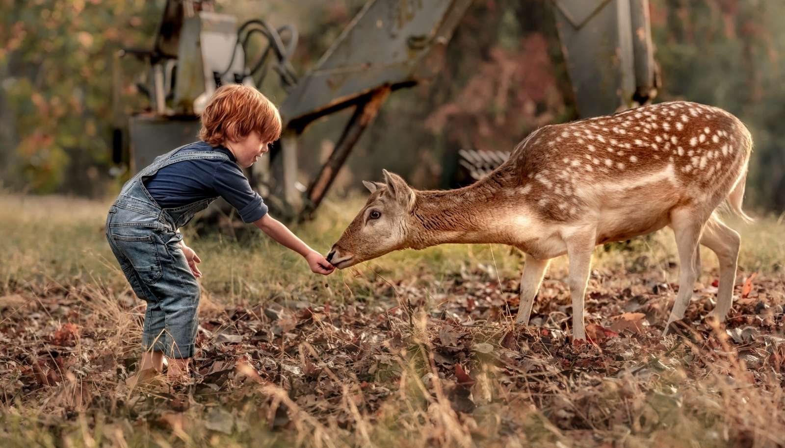Un niño alimentando a un animal del bosque. rompecabezas en línea