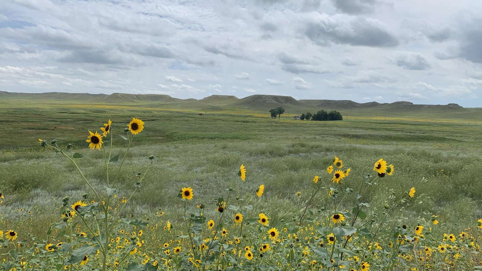 girasoles rompecabezas en línea