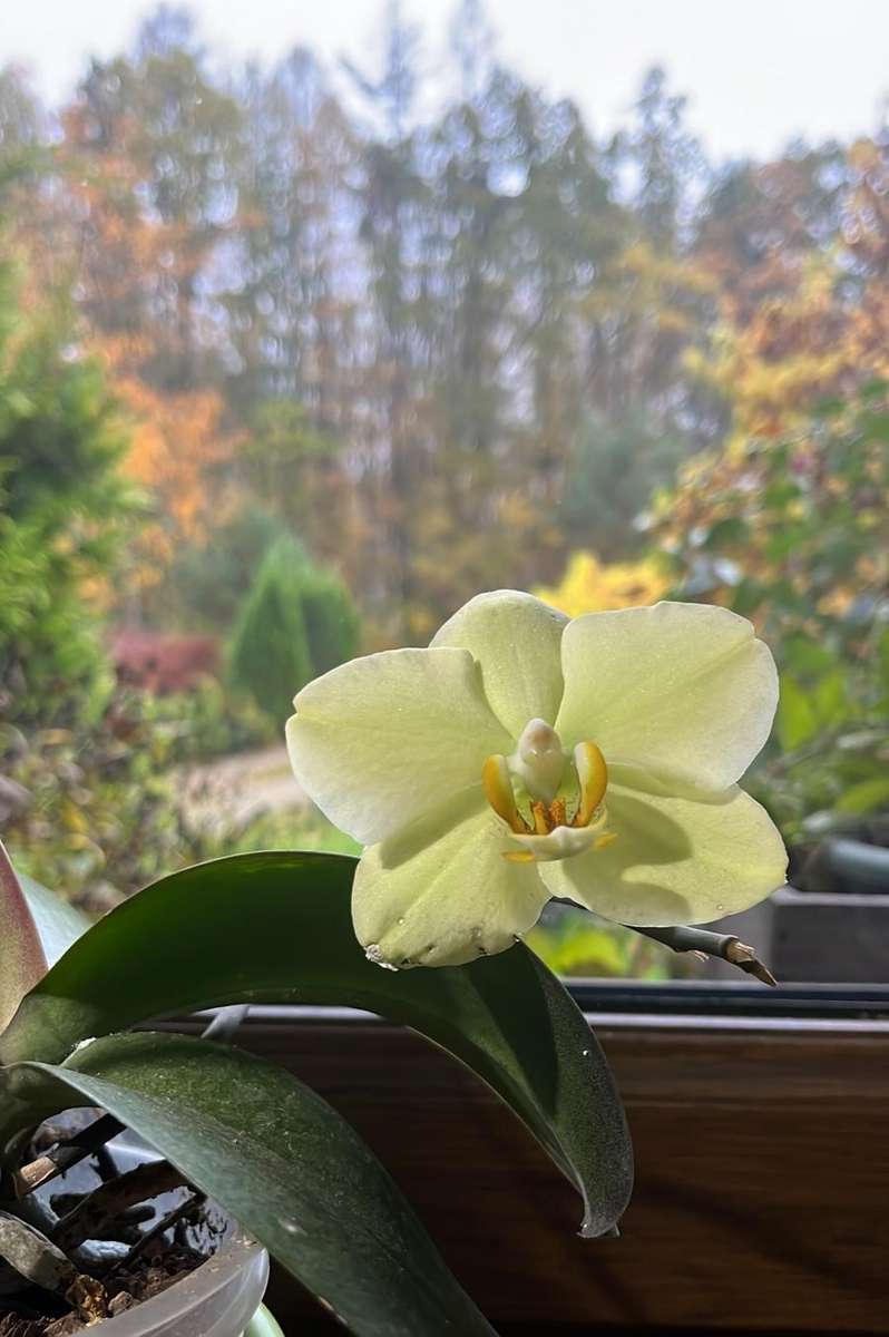 Orchidee im Fenster Online-Puzzle