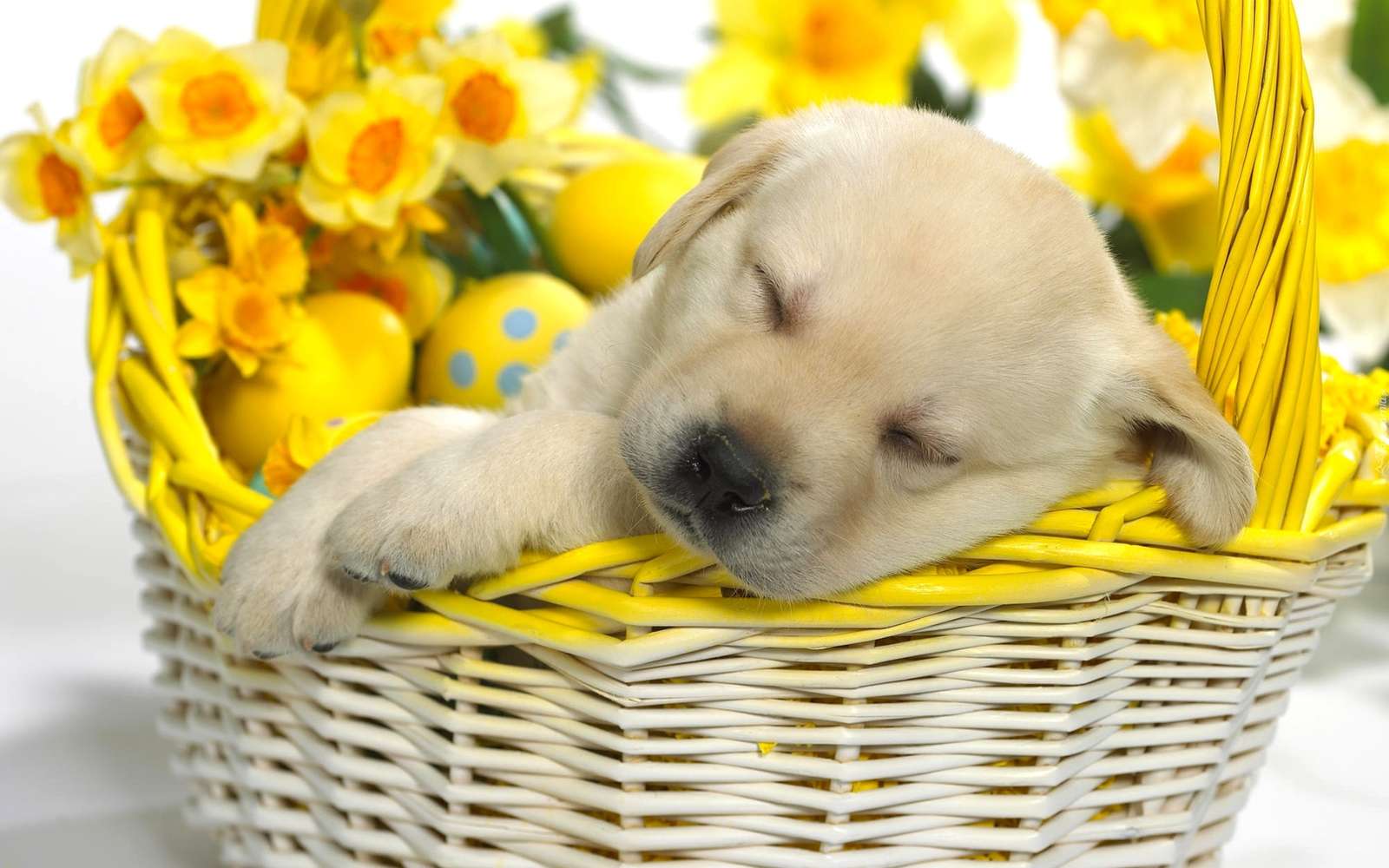 щенок спит в корзинке с пасхальными яйцами онлайн-пазл