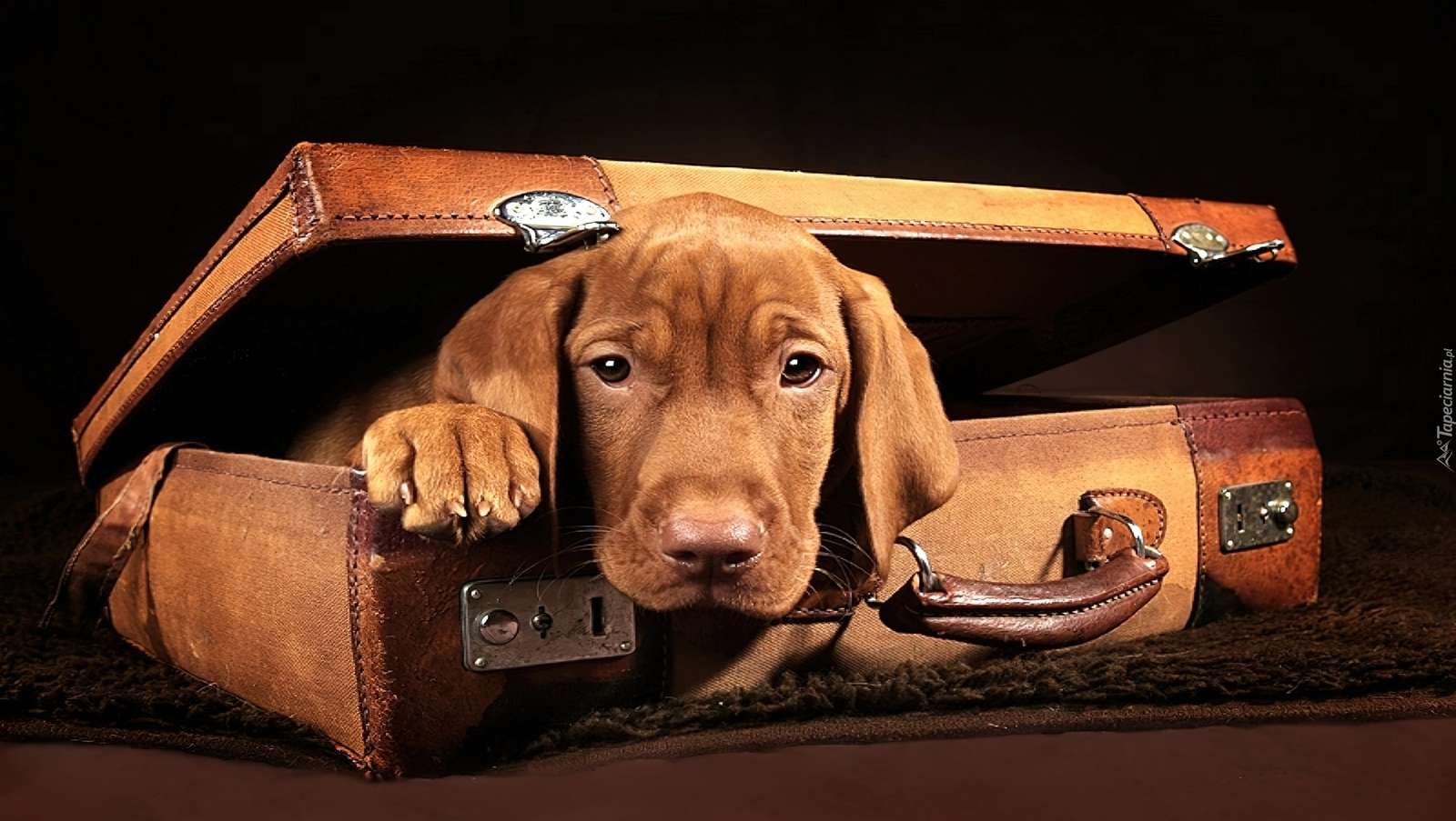 hond in een koffer legpuzzel online