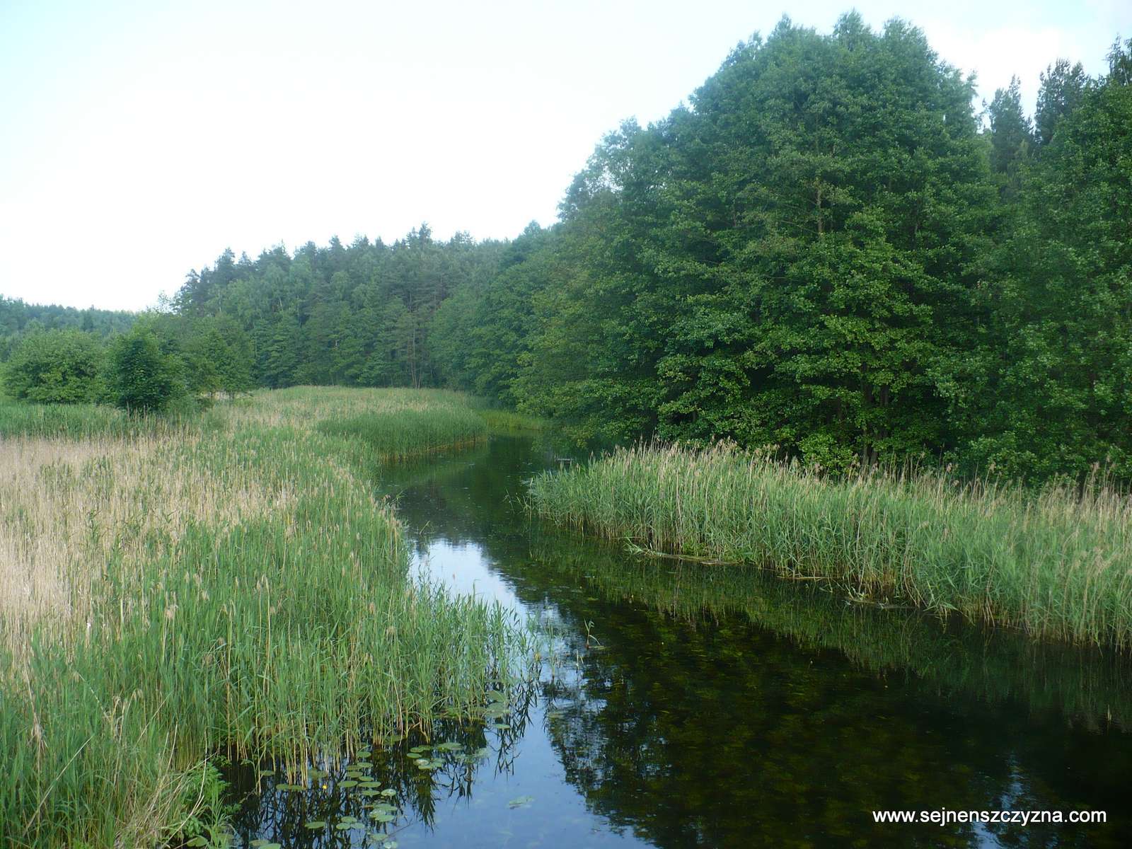 Un hermoso río entre los juncos. rompecabezas en línea