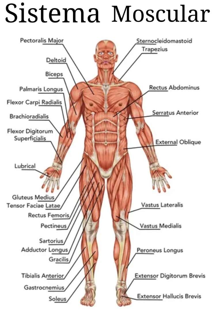 Muscular system jigsaw puzzle online