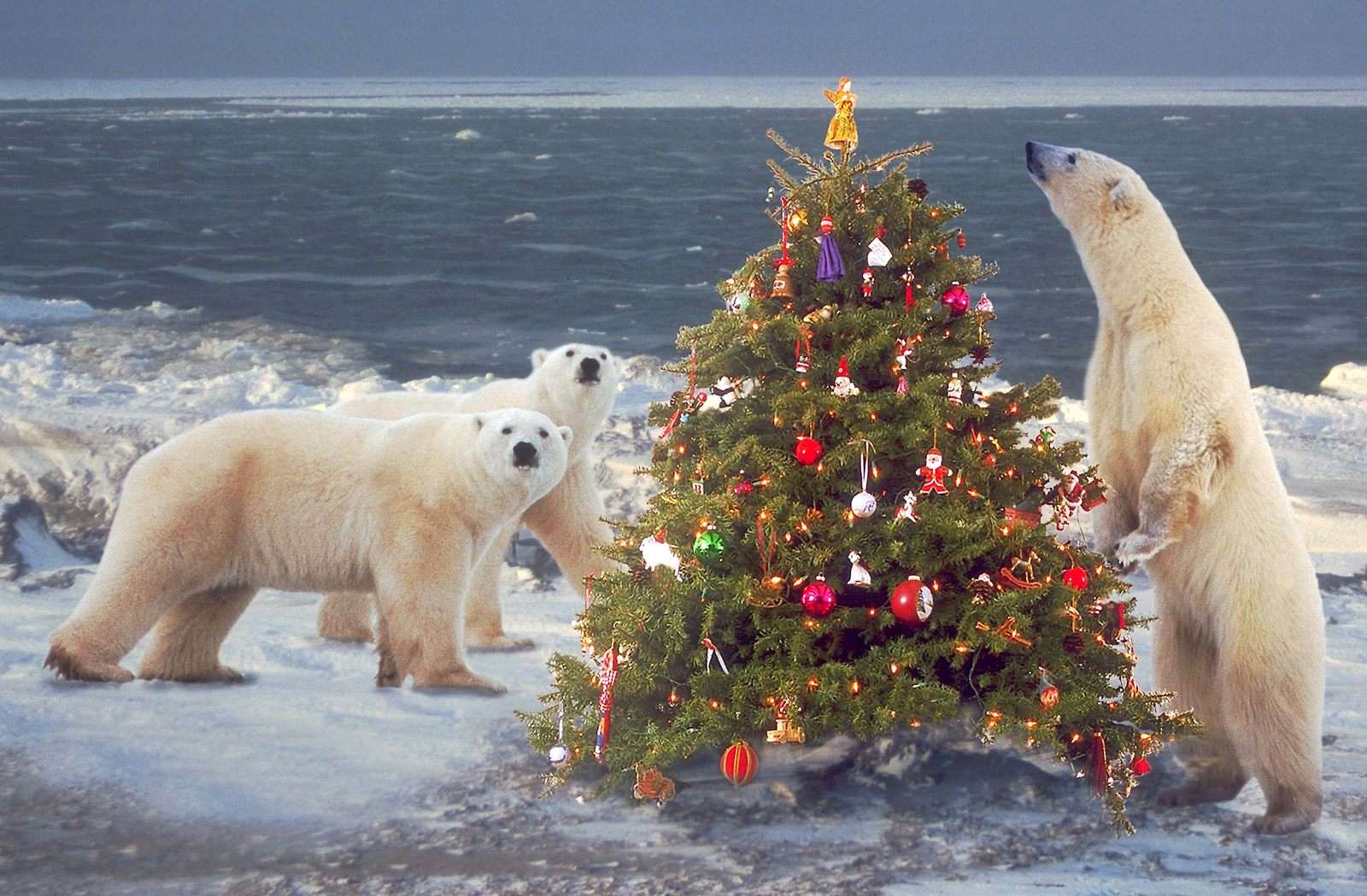 Christmas tree and polar bears jigsaw puzzle online