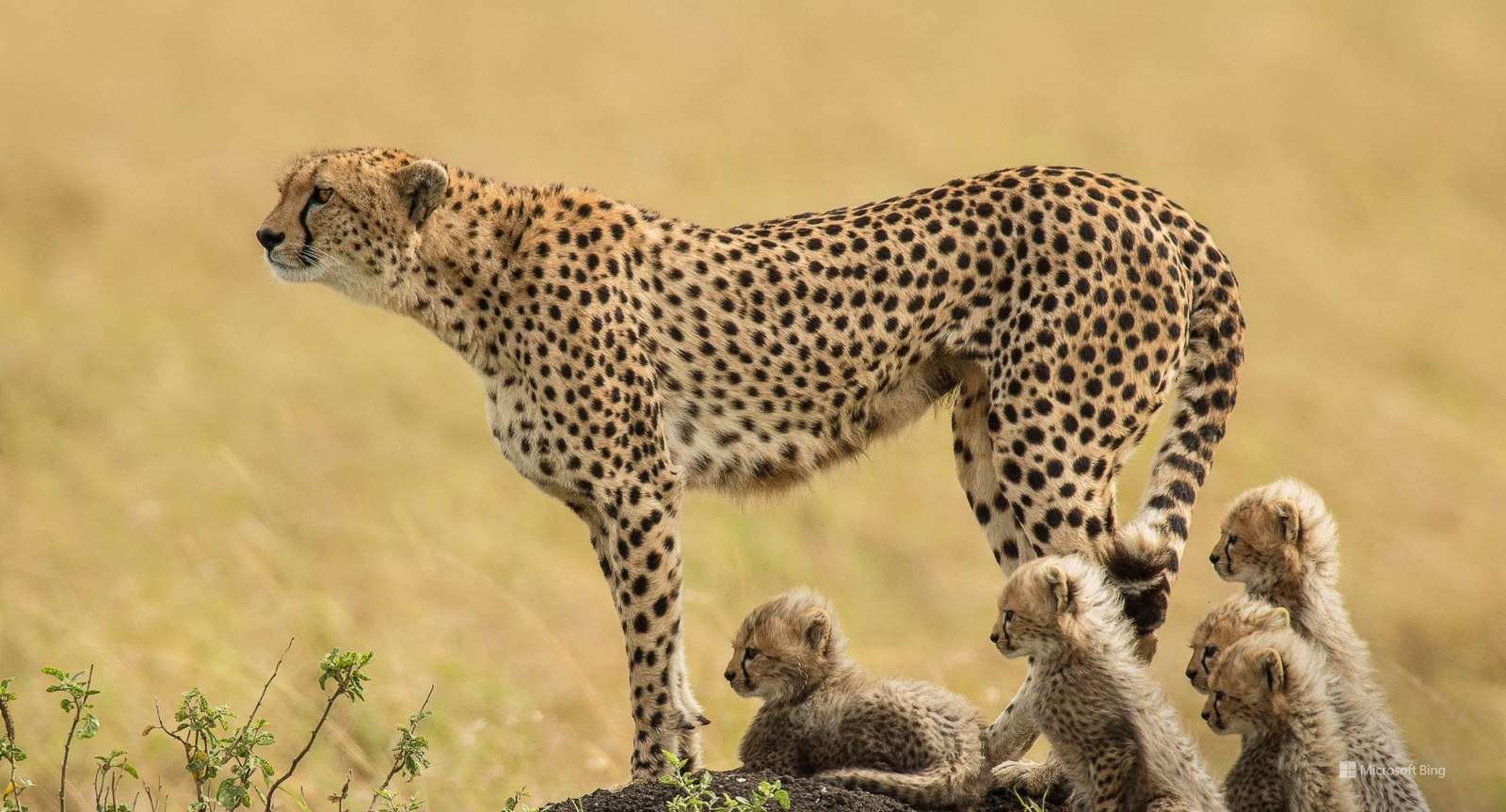 Leopard with her cubs jigsaw puzzle online