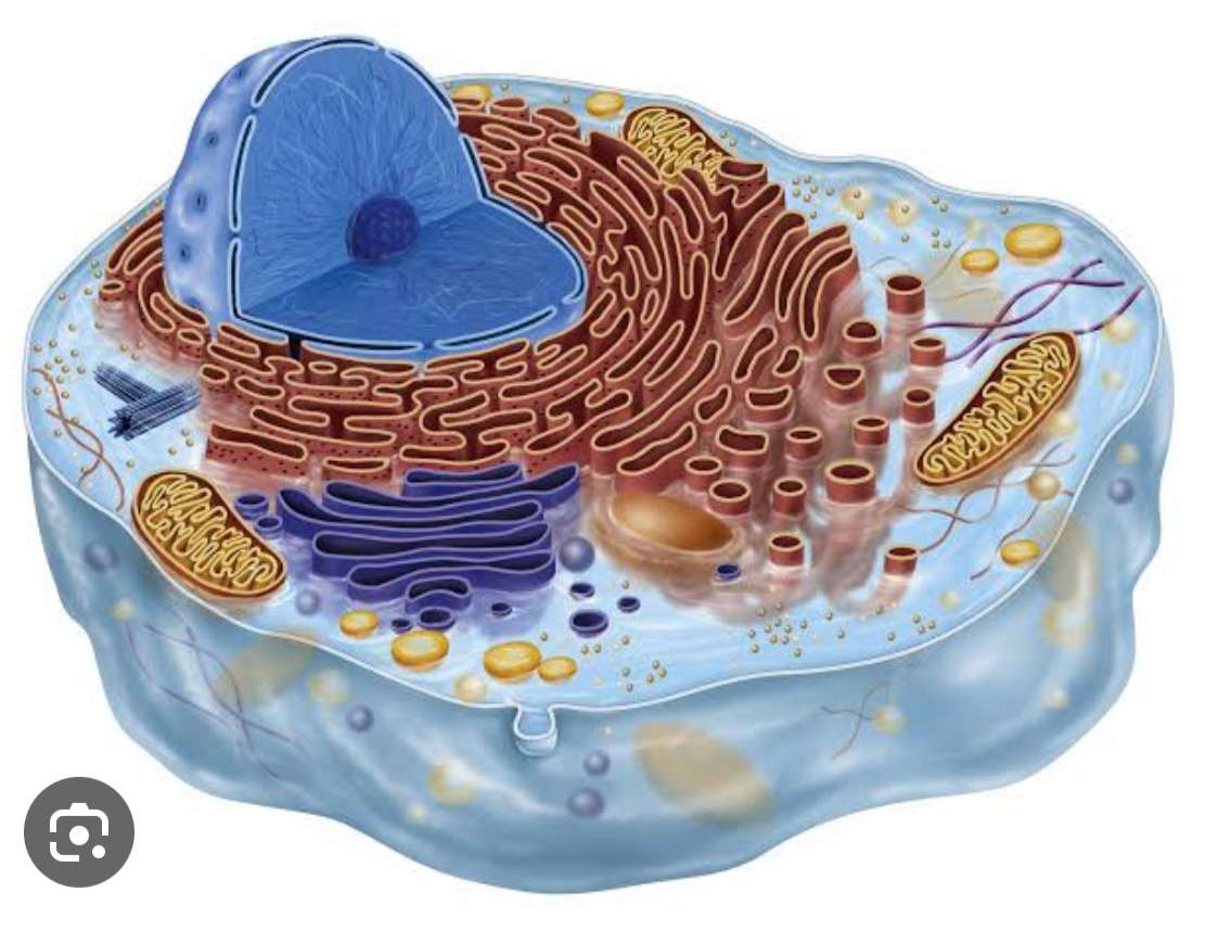 生物学 オンラインパズル