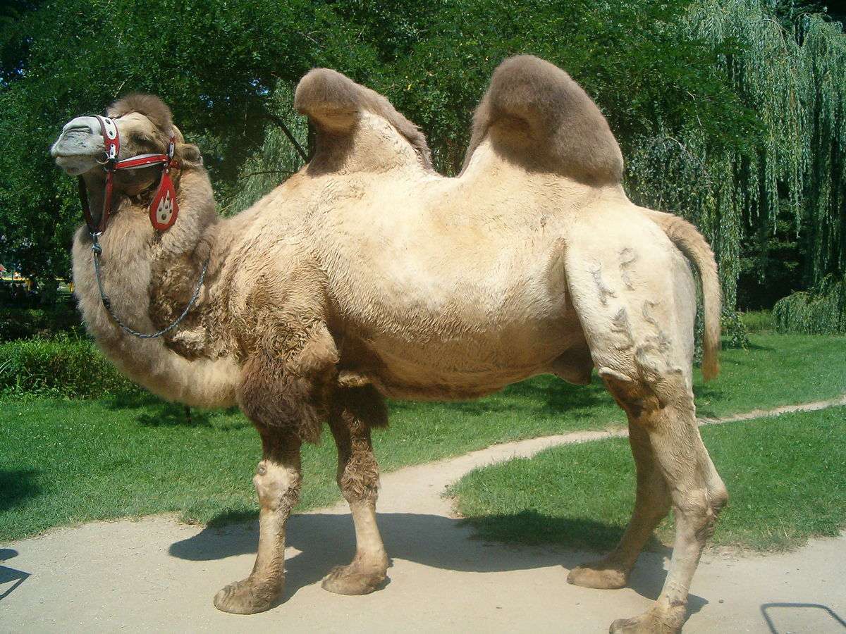 Camel lordlododlo jigsaw puzzle online