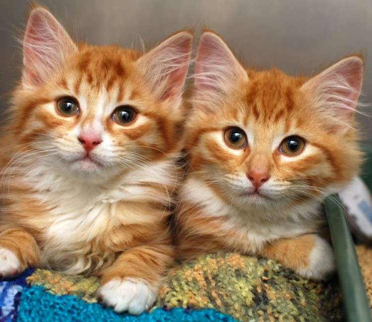 Två små katter pussel på nätet