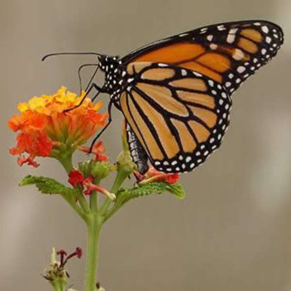 Borboleta monarca puzzle online