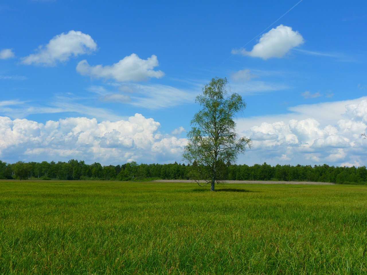 Arbre, Nature puzzle en ligne