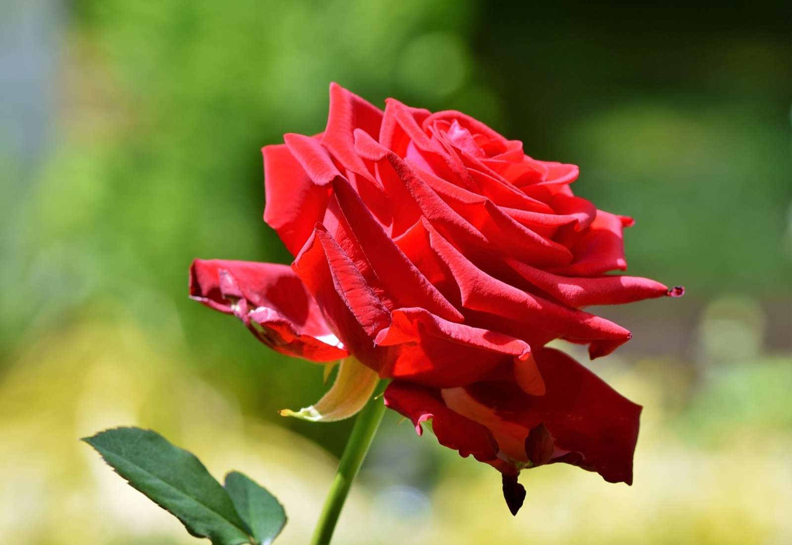 wunderschöne Rose von pixabay Online-Puzzle