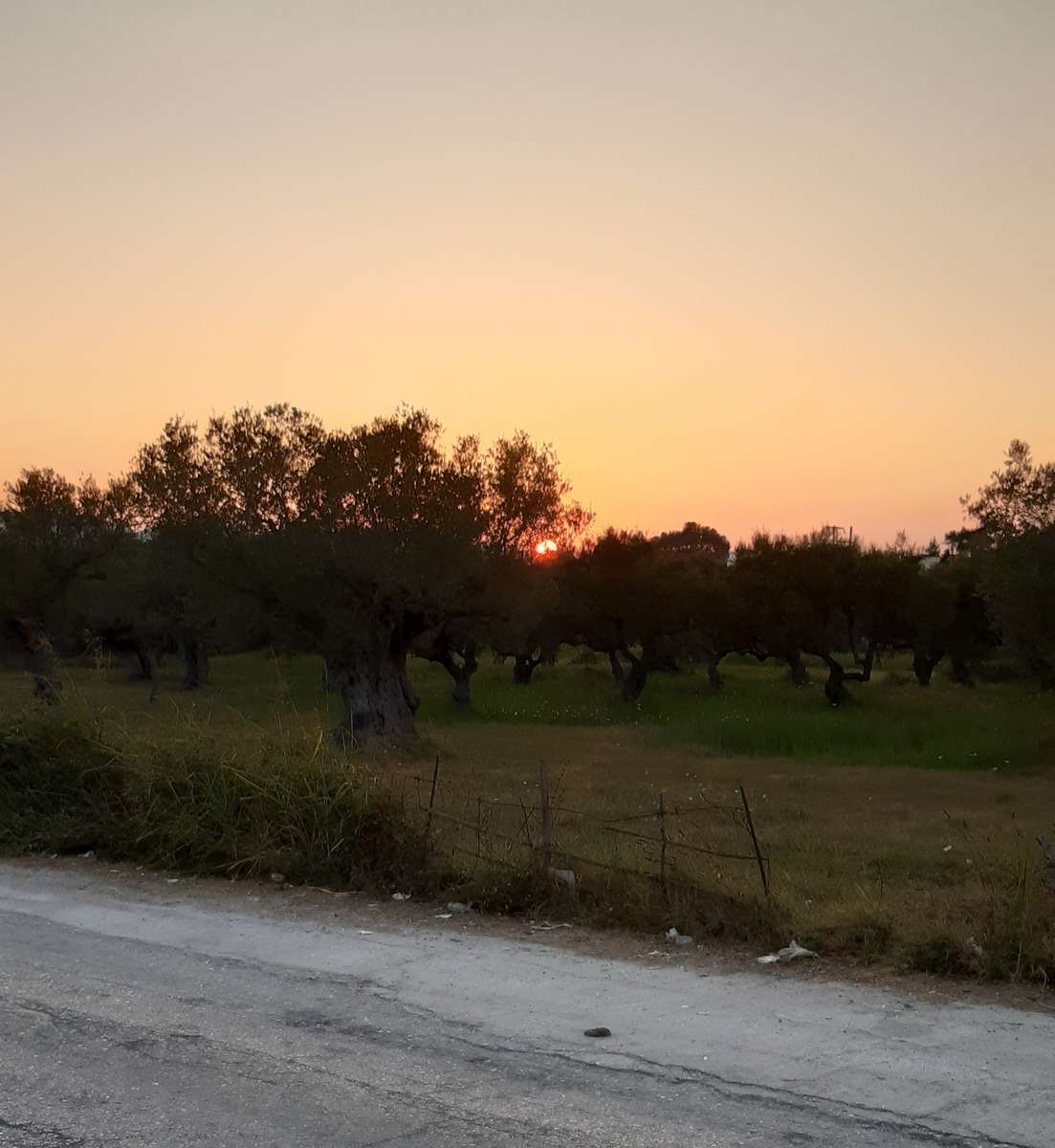 захід сонця над оливковою гаєм пазл онлайн