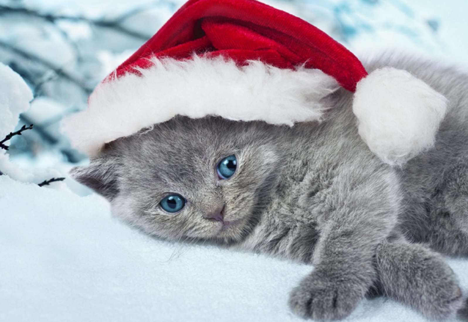 Милый серый котенок в рождественской шапке Санты онлайн-пазл