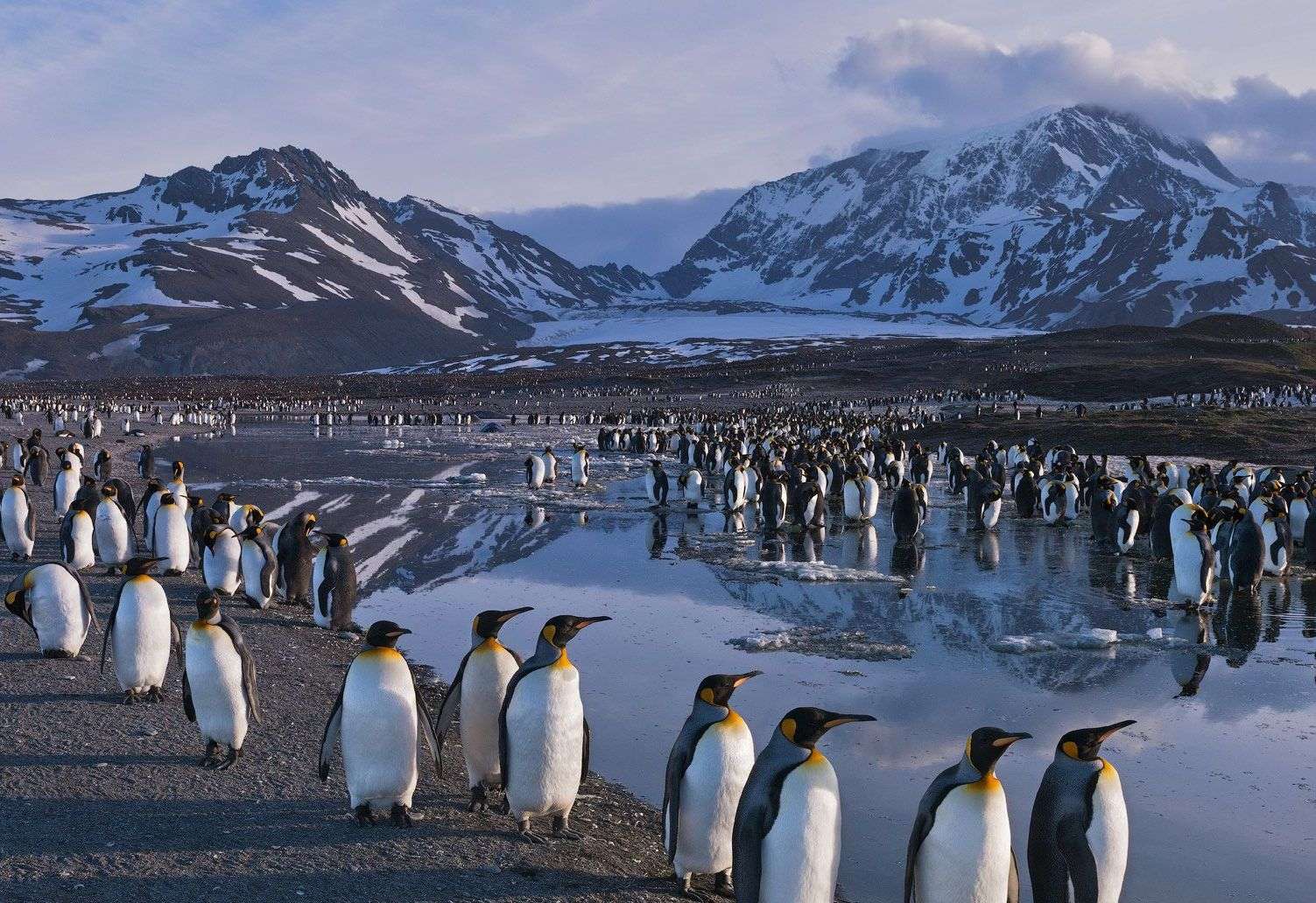 Kolonie tučňáků online puzzle