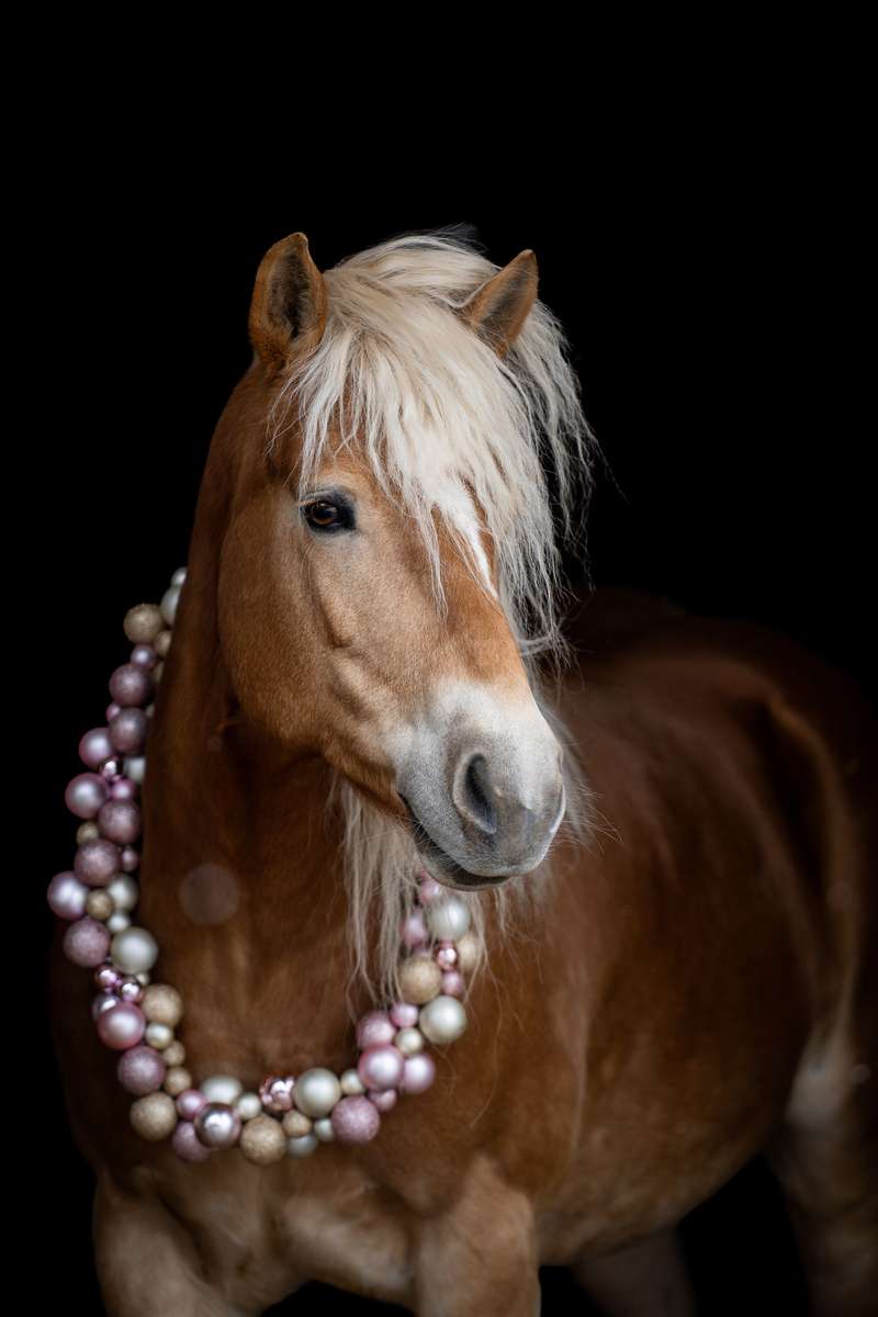 Tournage de couronne Haflinger puzzle en ligne