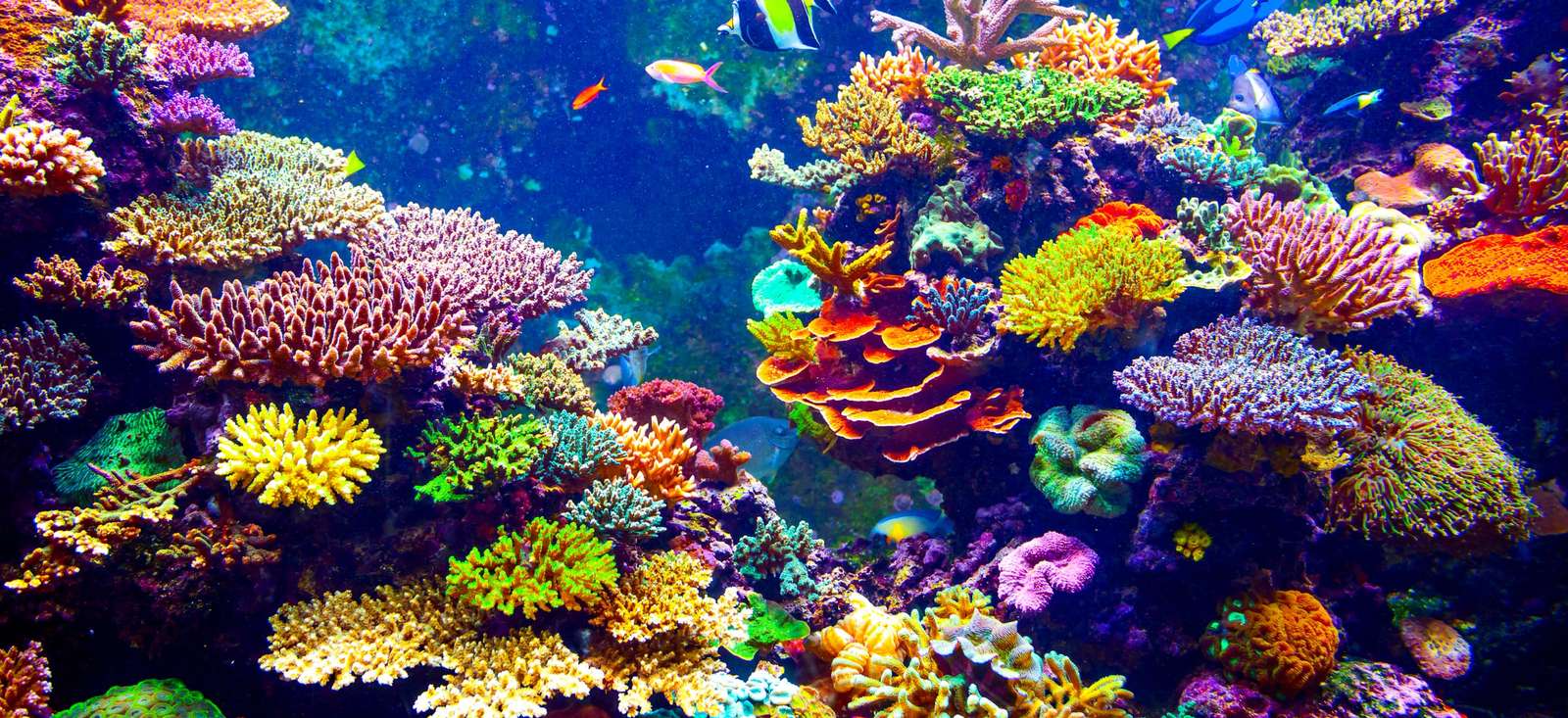 Einfach Korallenriff Puzzlespiel online
