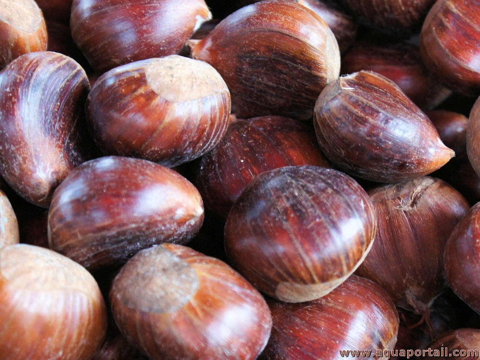 Chestnuts jigsaw puzzle online