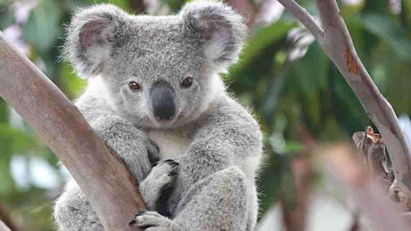 Endémique d'Australie. Koala puzzle en ligne