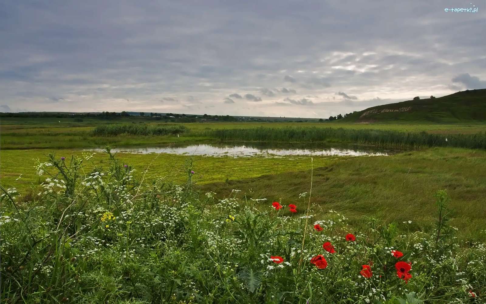 Une rivière dans un champ parmi les fleurs puzzle en ligne