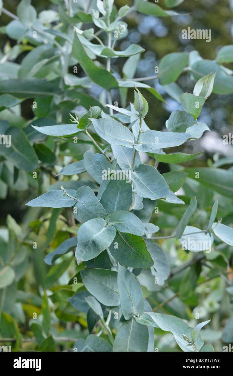 eucalyptus bleu puzzle en ligne