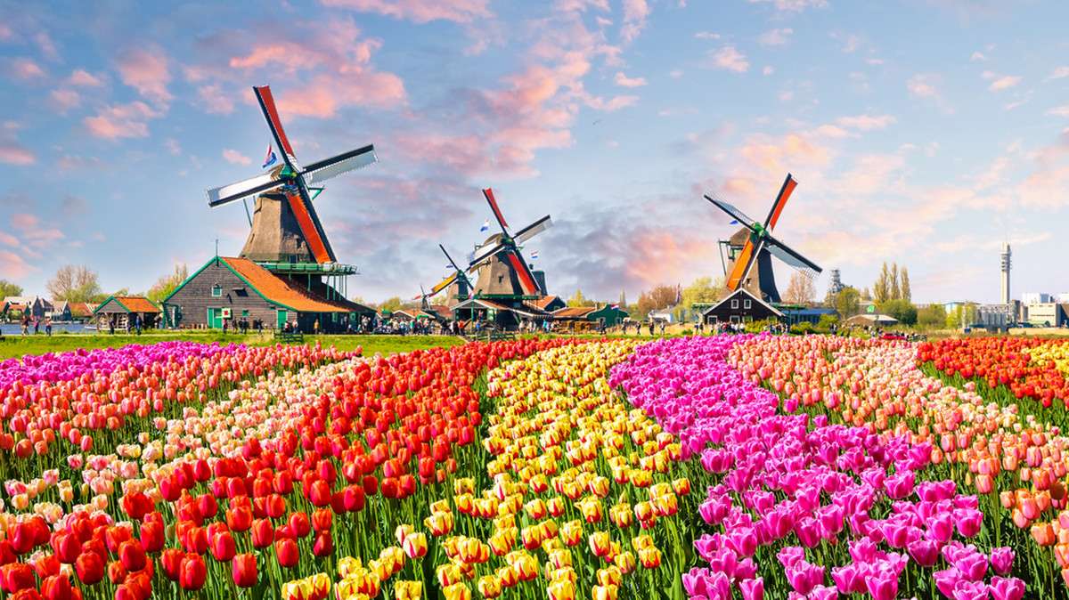 Нидерланды #31 онлайн-пазл