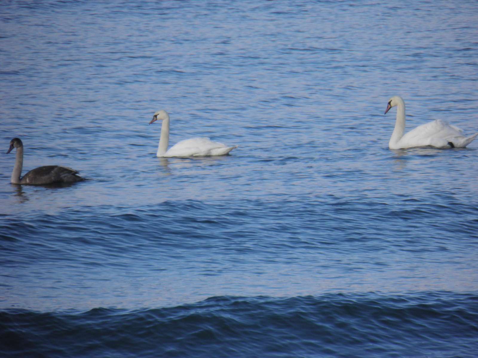 лебеді на Балтійському морі онлайн пазл
