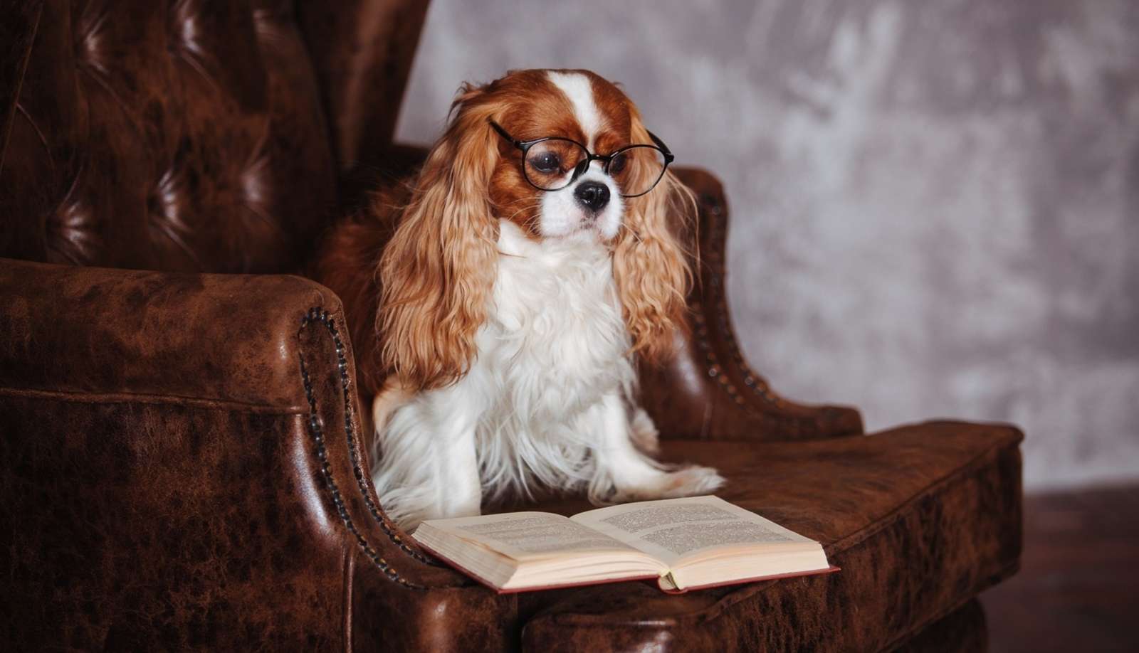 Spaniel con gafas en un sillón con un libro rompecabezas en línea