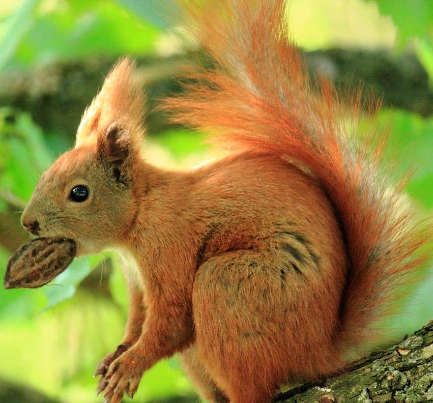 Écureuil avec une cacahuète puzzle en ligne